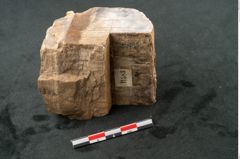 Foto (Seitenansicht) von Quercus sp.  (NHMW-GEO-2024-0188-11583)